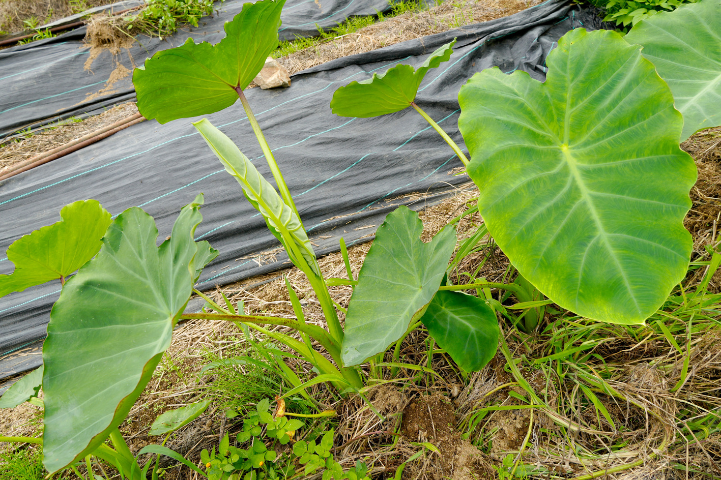 産地直送！旬のお野菜詰め合わせおてがるセット