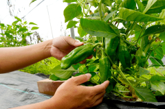 産地直送！旬のお野菜詰め合わせおてがるセット
